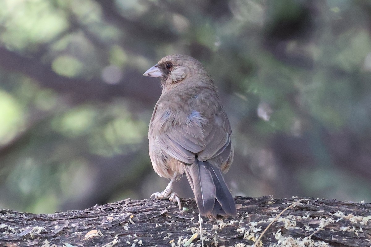 Abert's Towhee - ML638205273