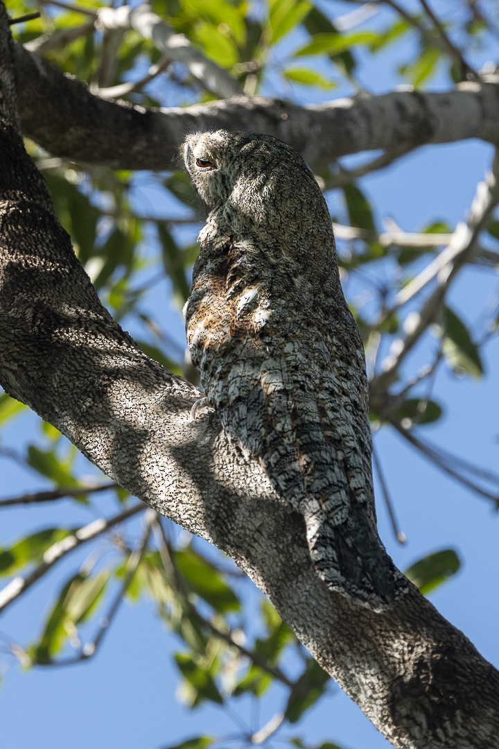 Great Potoo - ML638205274