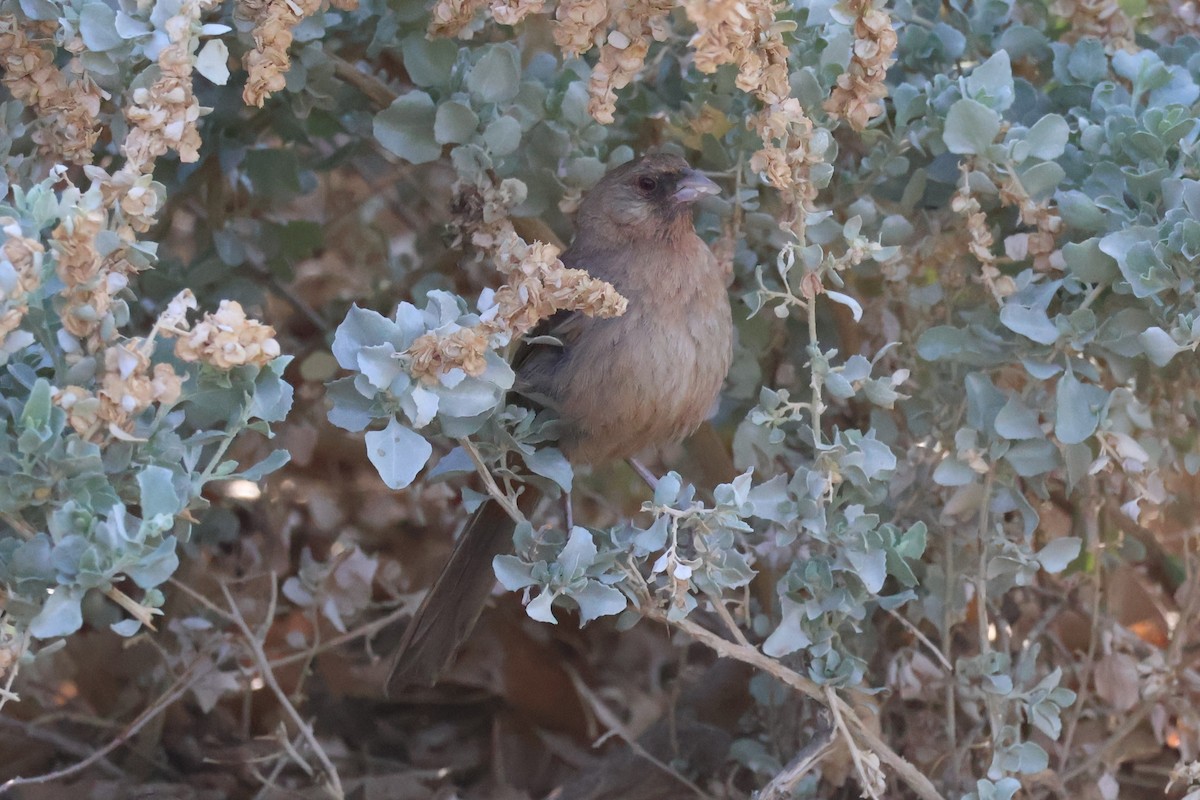 Abert's Towhee - ML638205276