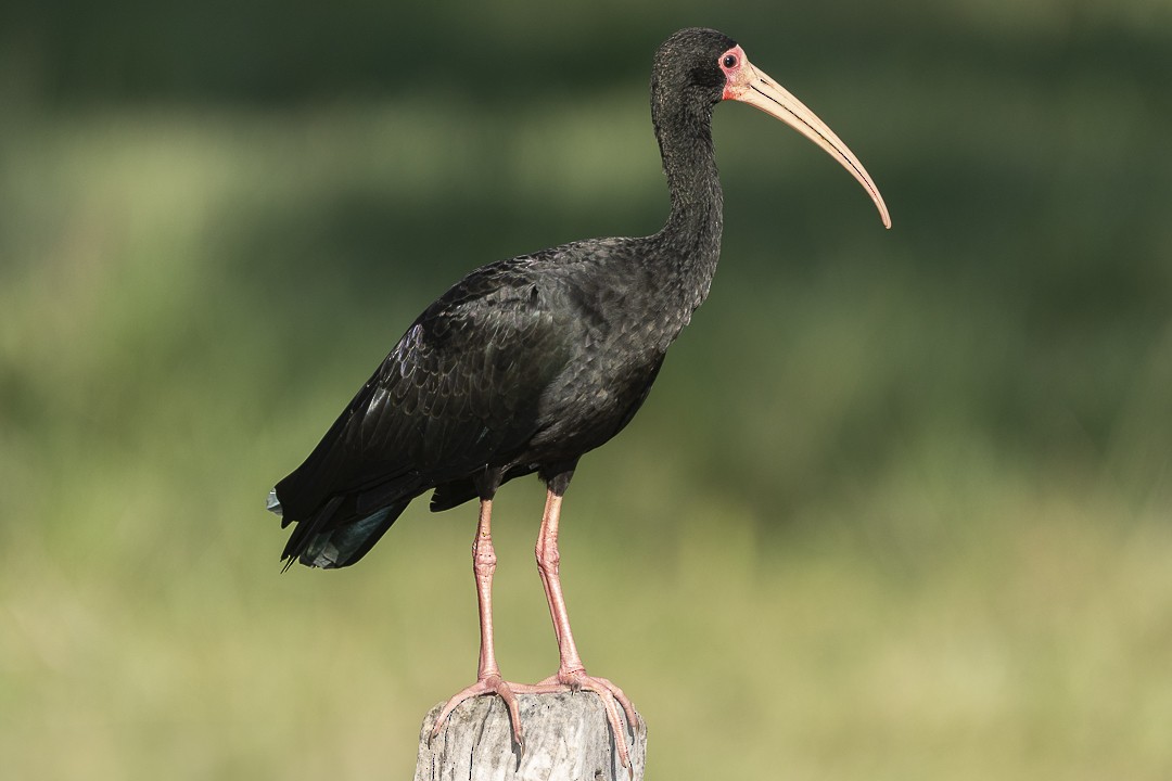 Bare-faced Ibis - ML638205279