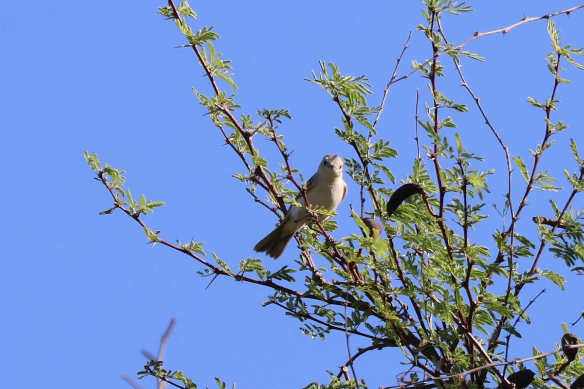 Lucy's Warbler - ML638205290