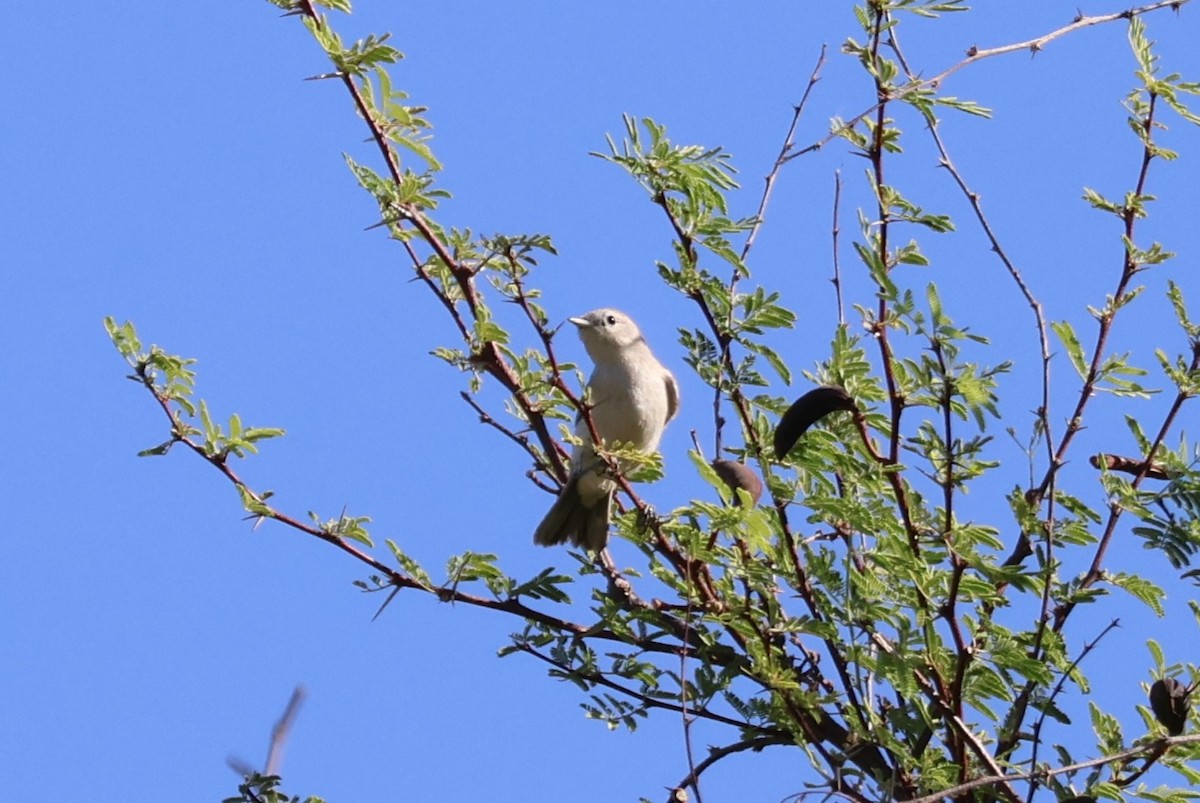Lucy's Warbler - ML638205291