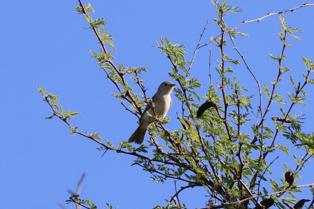Lucy's Warbler - ML638205292