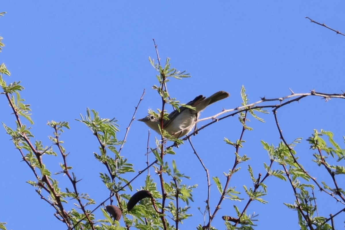 Lucy's Warbler - ML638205293