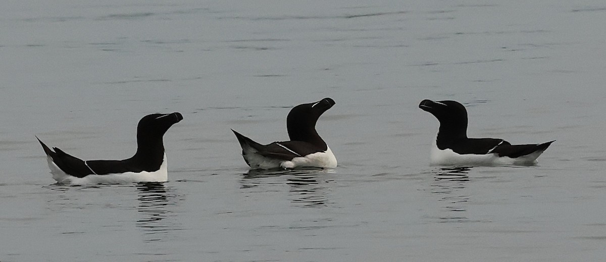 Razorbill - ML638205304