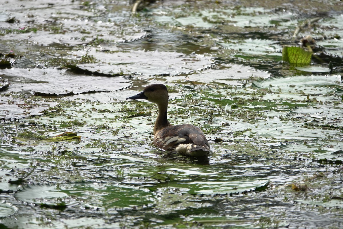Wandering Whistling-Duck - ML638205328