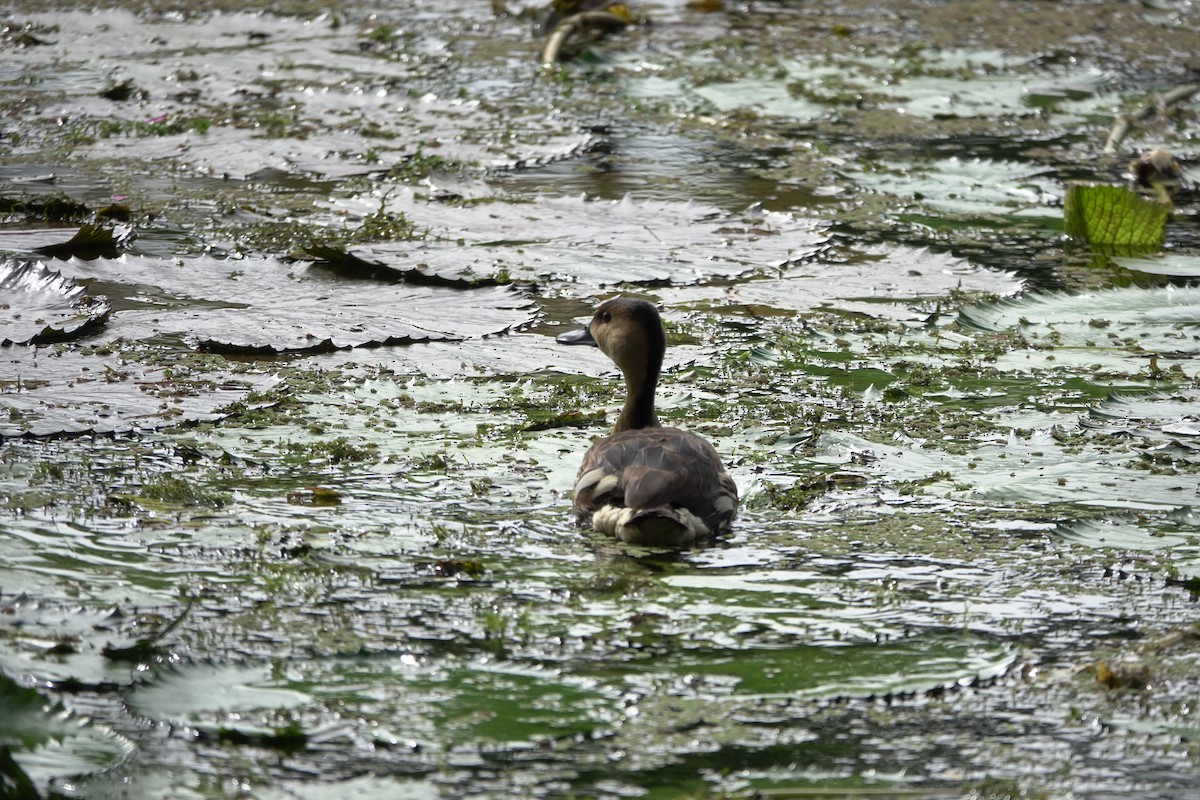 Wandering Whistling-Duck - ML638205332