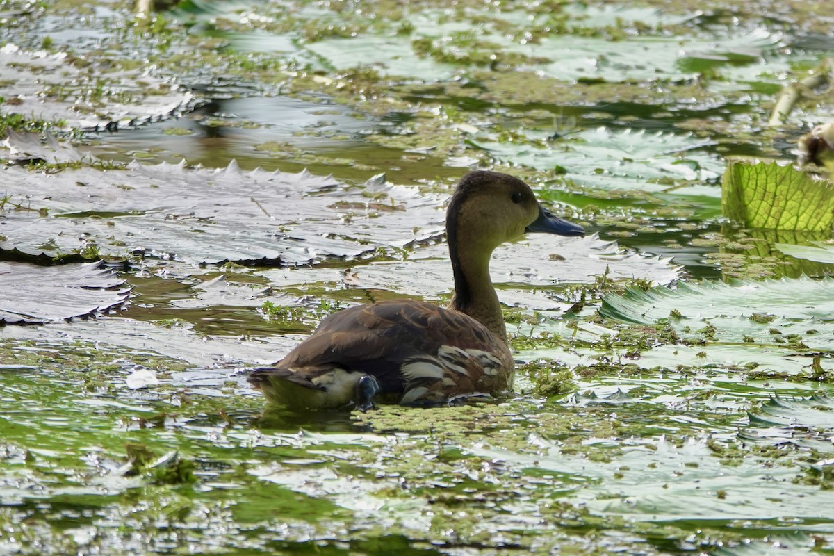 Wandering Whistling-Duck - ML638205340
