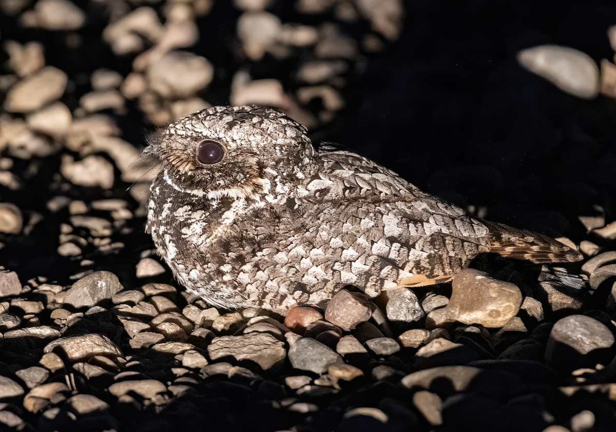Common Poorwill - ML638205346