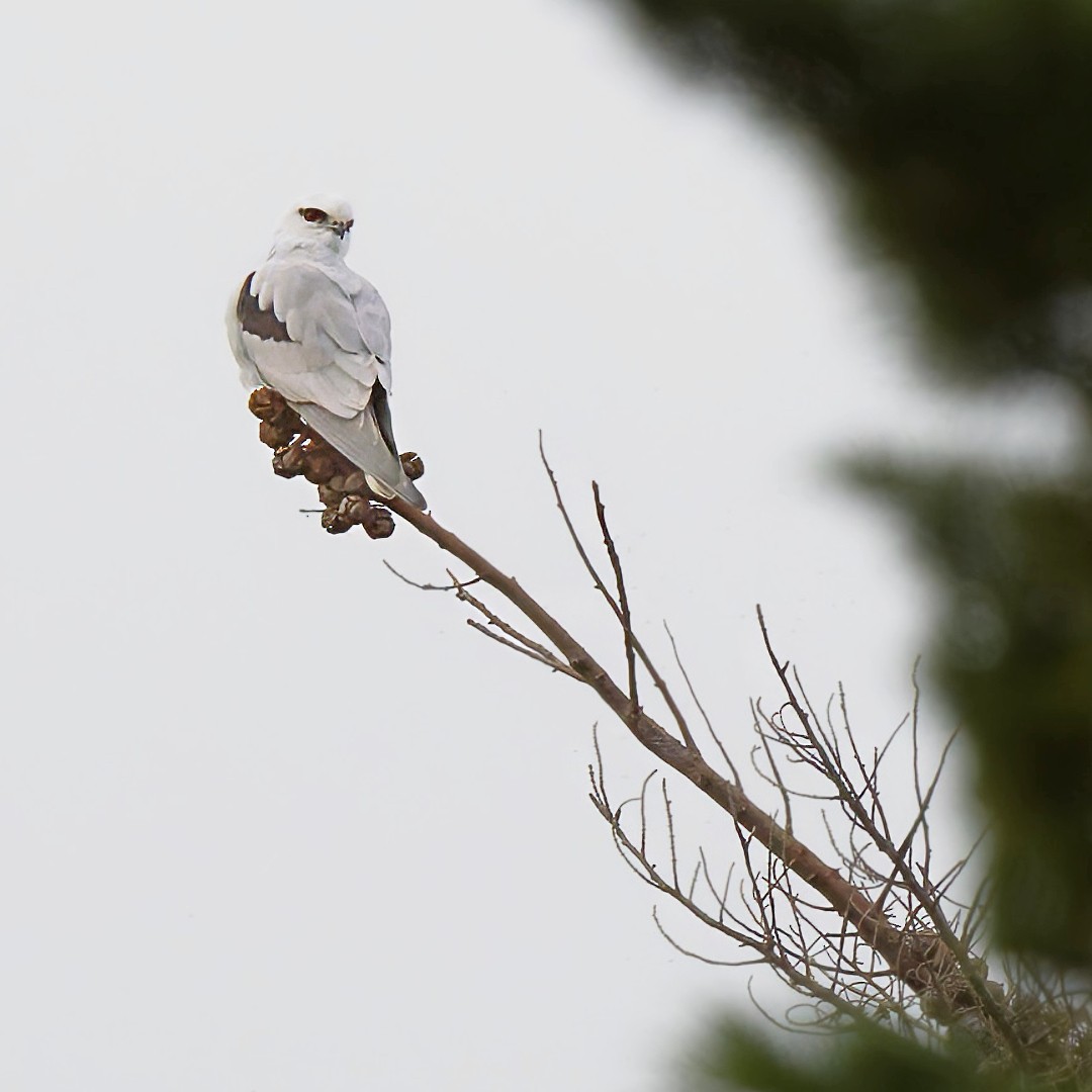 Black-shouldered Kite - ML638205350