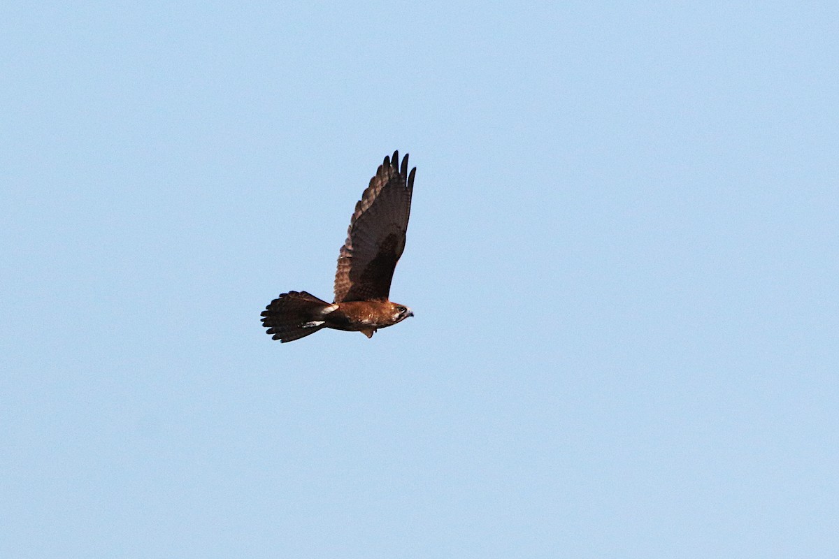 Brown Falcon - ML638205363
