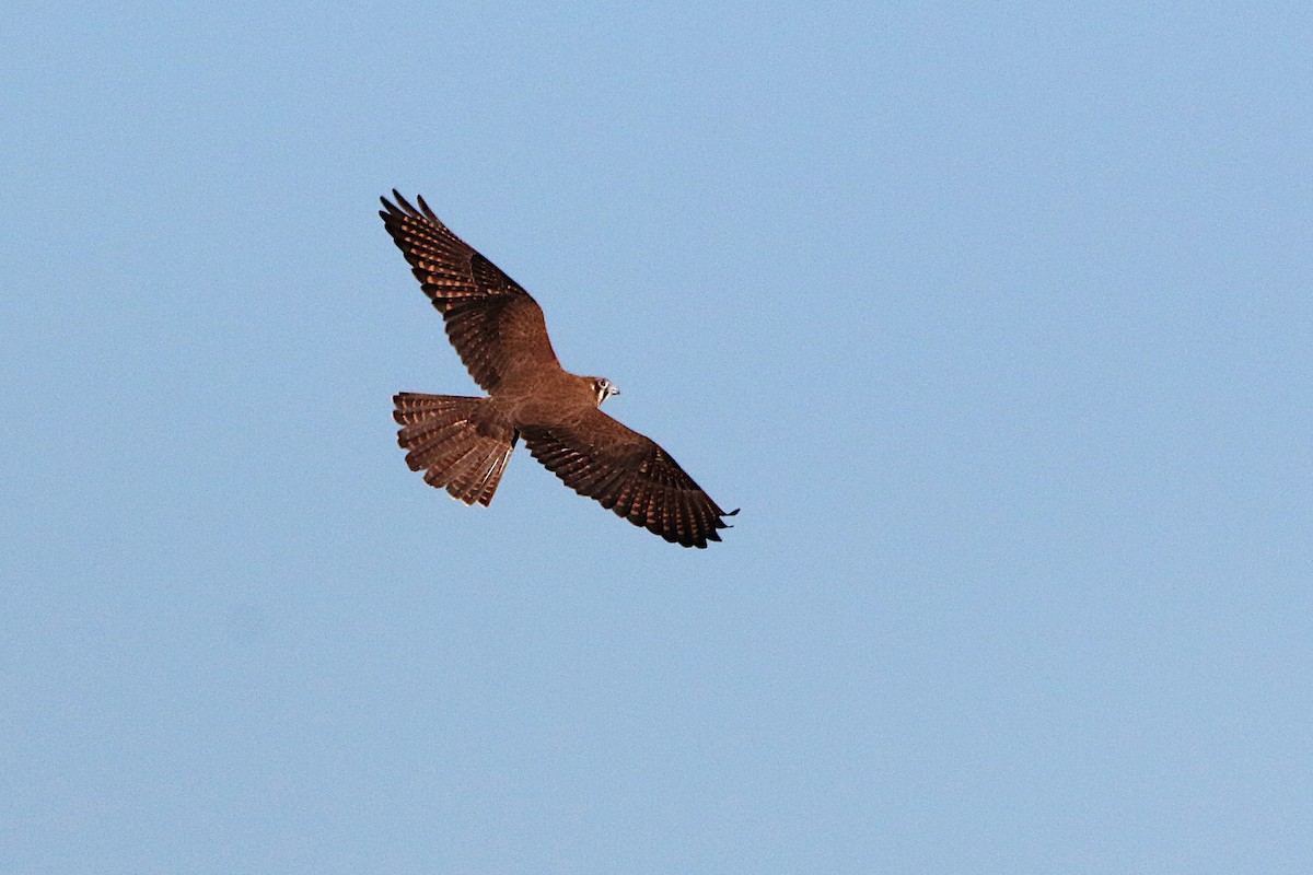 Brown Falcon - ML638205364