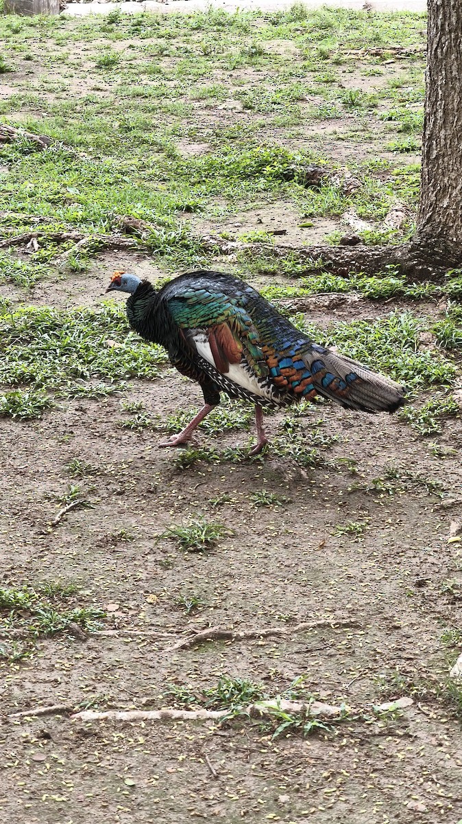 Ocellated Turkey - ML638205365
