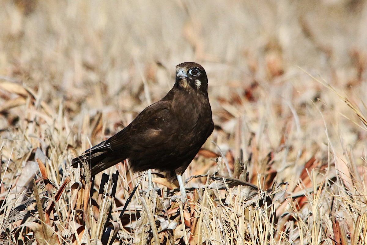 Brown Falcon - ML638205366