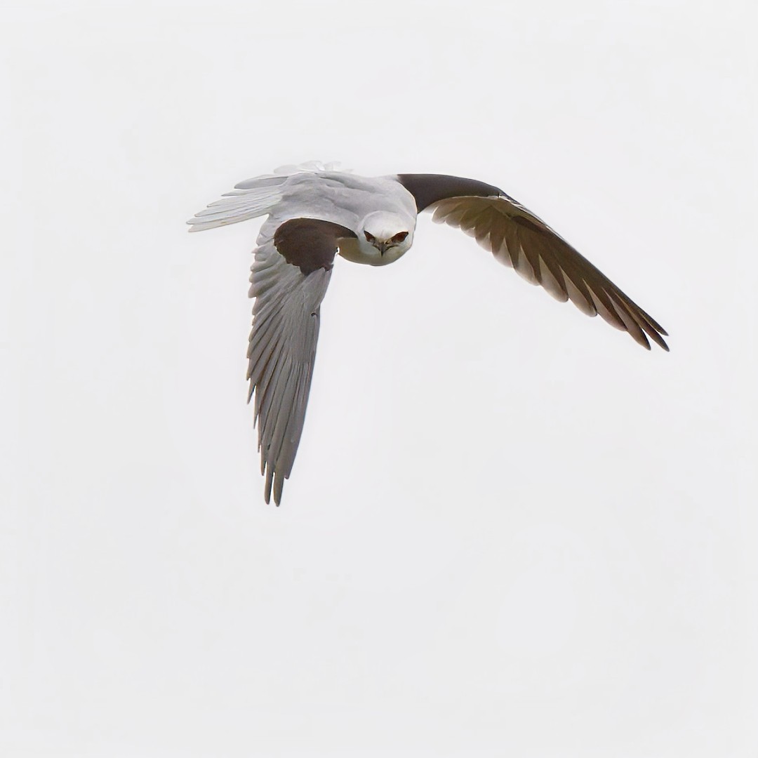 Black-shouldered Kite - ML638205370