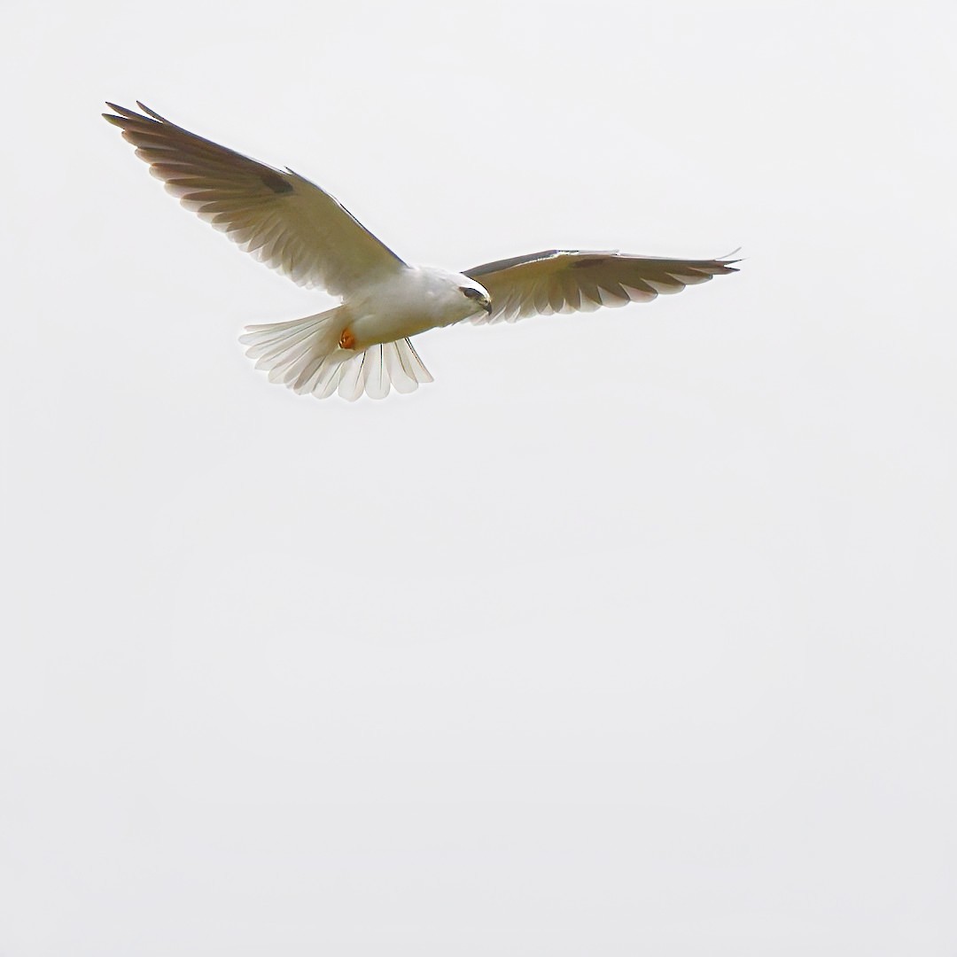 Black-shouldered Kite - ML638205376