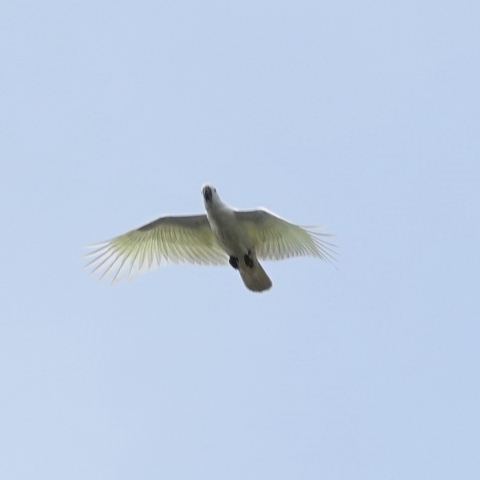 Sulphur-crested Cockatoo - ML638205378