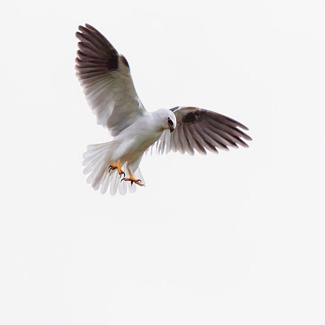 Black-shouldered Kite - ML638205388