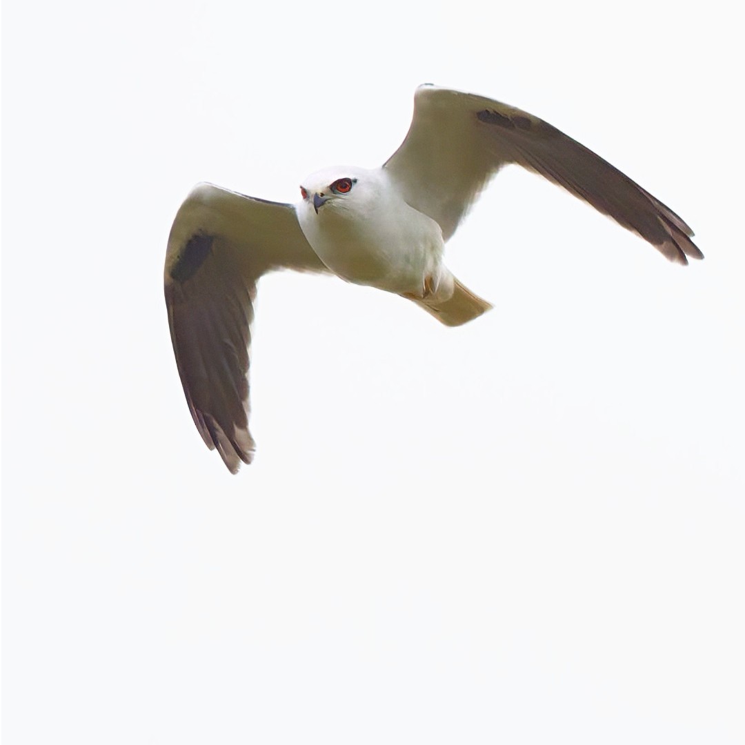 Black-shouldered Kite - ML638205398
