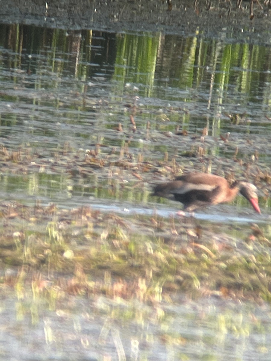 Black-bellied Whistling-Duck - ML638205399