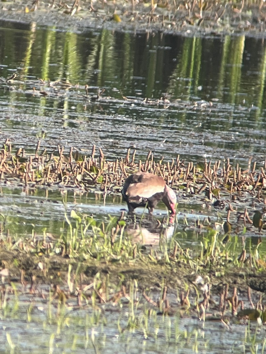Black-bellied Whistling-Duck - ML638205403
