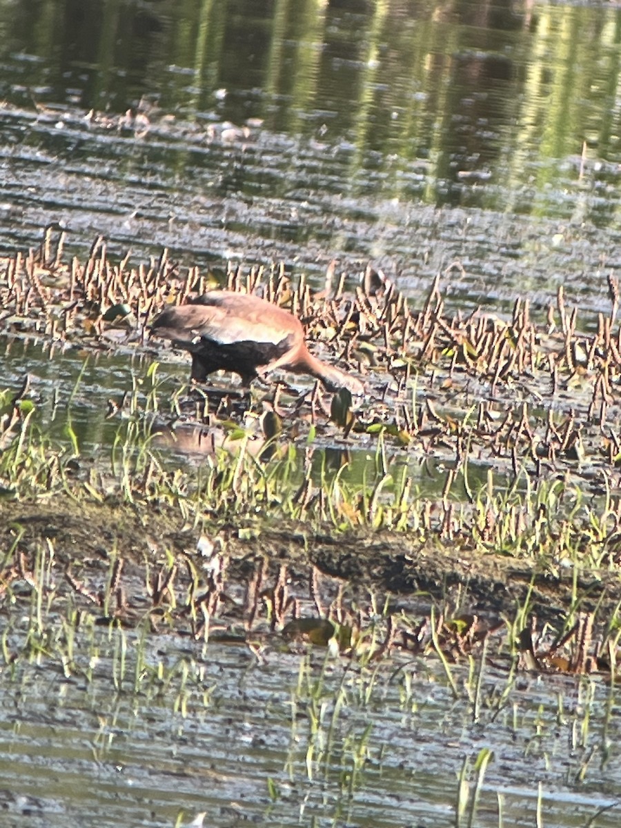 Black-bellied Whistling-Duck - ML638205409