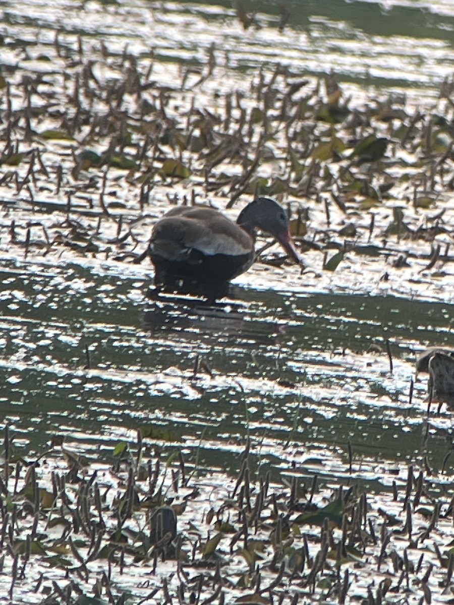 Black-bellied Whistling-Duck - ML638205422