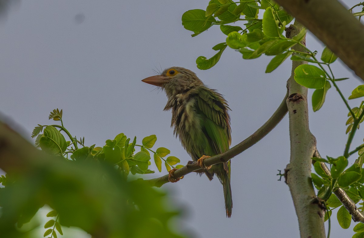 Lineated Barbet - ML638205428