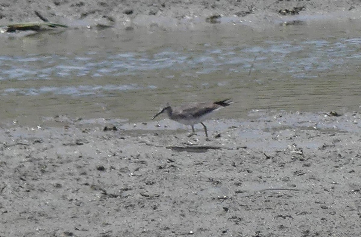 Gray-tailed Tattler - ML638205438