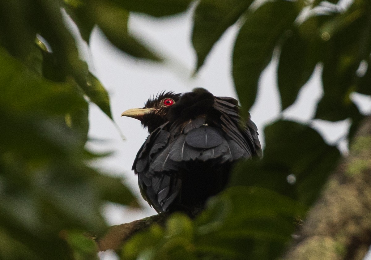 kukačka koel - ML638205444