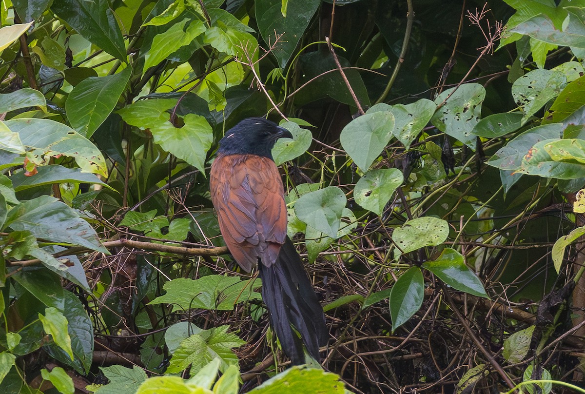Lesser Coucal - ML638205453
