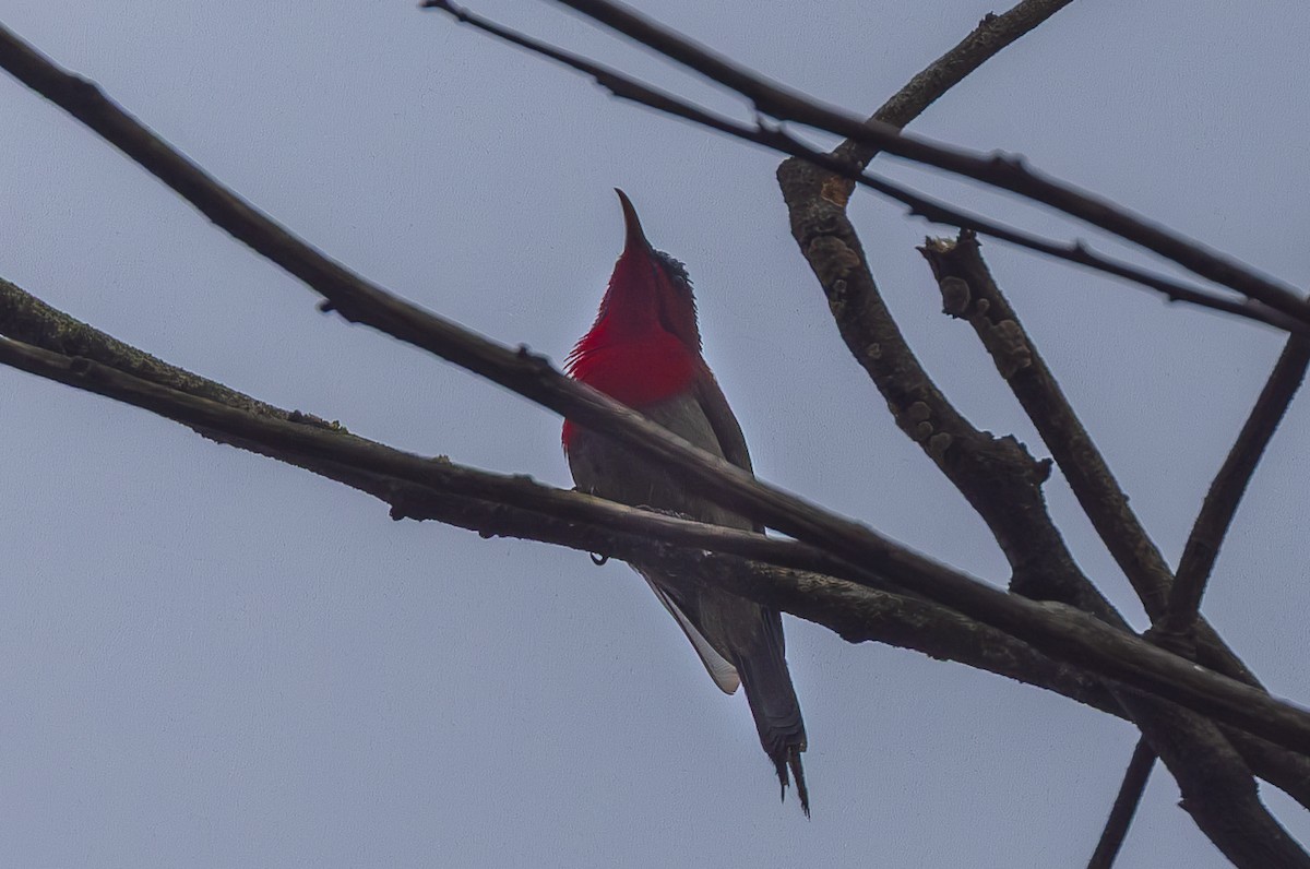 Crimson Sunbird - ML638205459