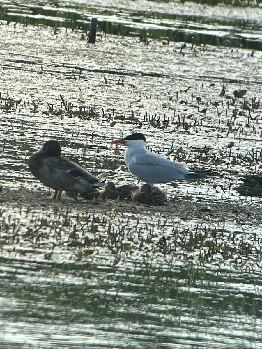 Caspian Tern - ML638205466