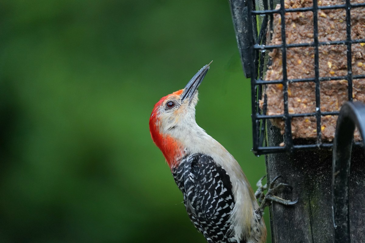 Red-bellied Woodpecker - ML638205476