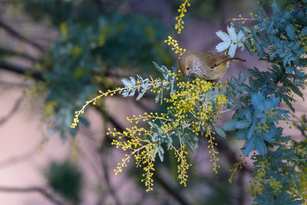 Brown Thornbill - ML638205487