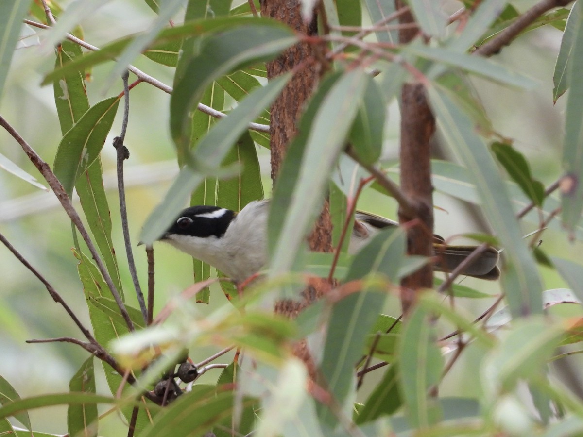 White-throated Honeyeater - ML638205503