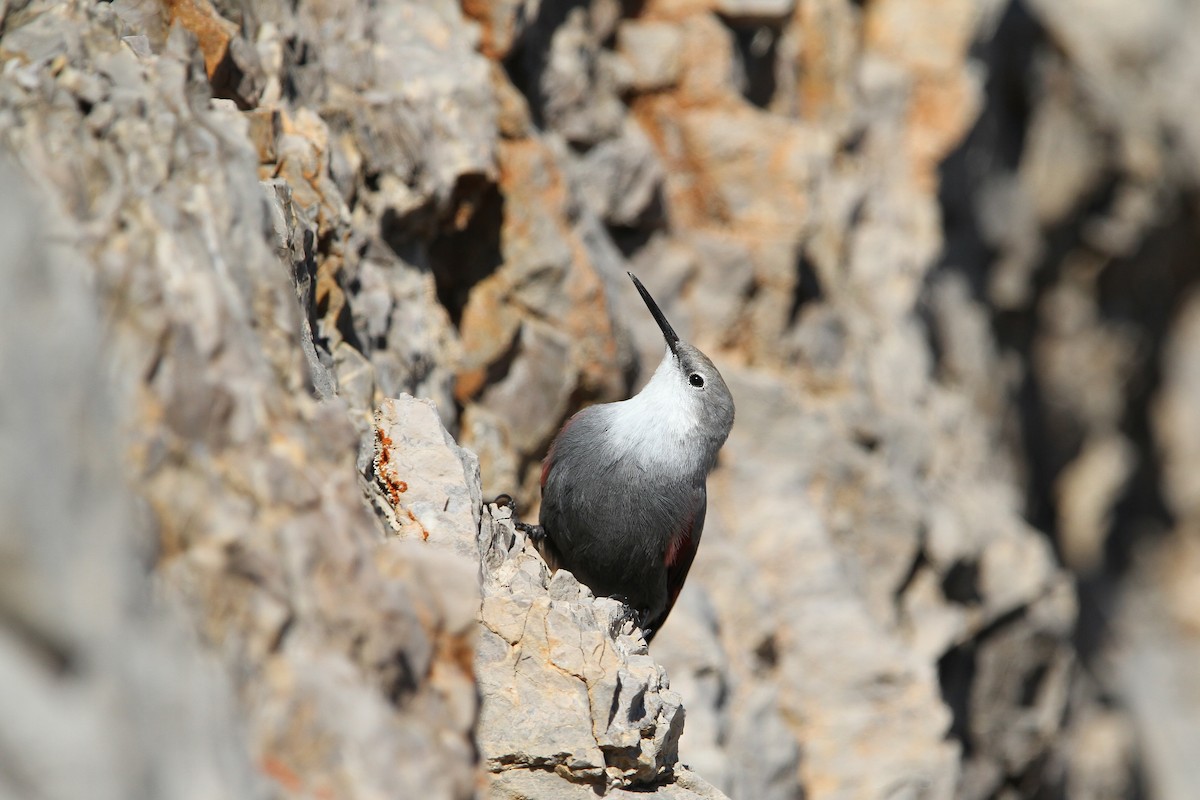 Wallcreeper - ML63820551