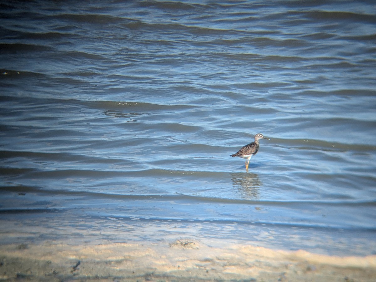 Greater Yellowlegs - ML638205519