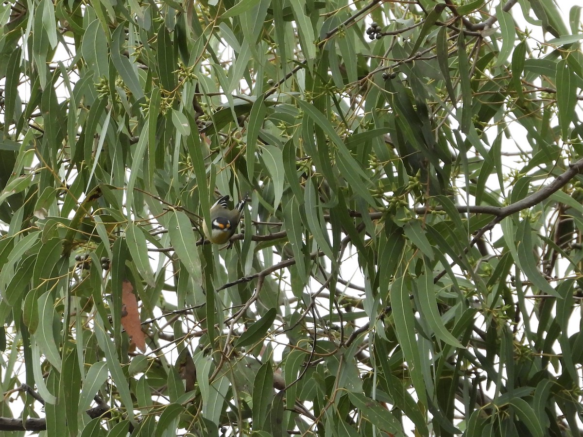 Striated Pardalote - ML638205521