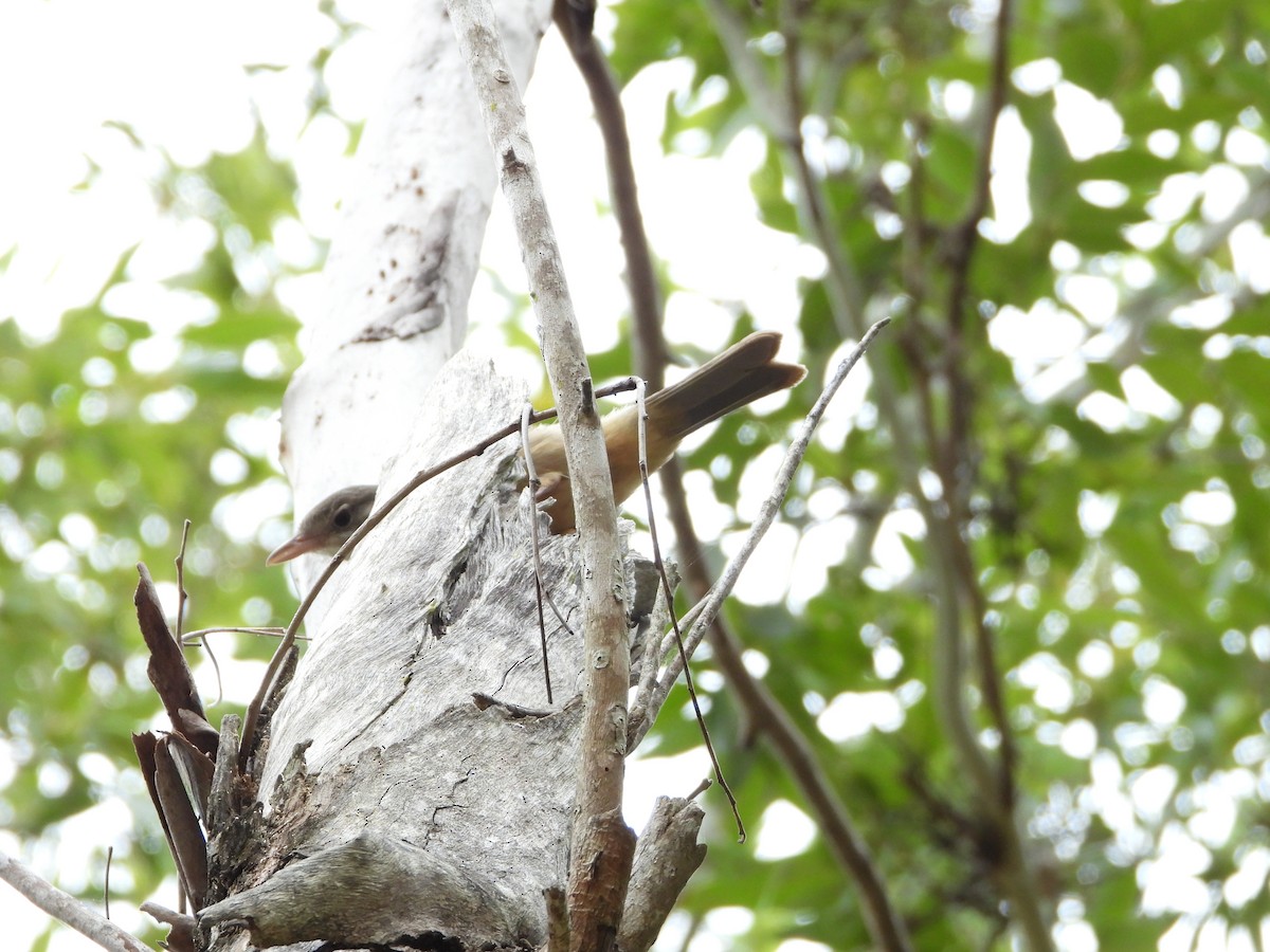 Rufous Shrikethrush - ML638205539
