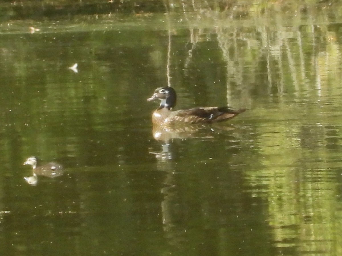 Wood Duck - ML638205545