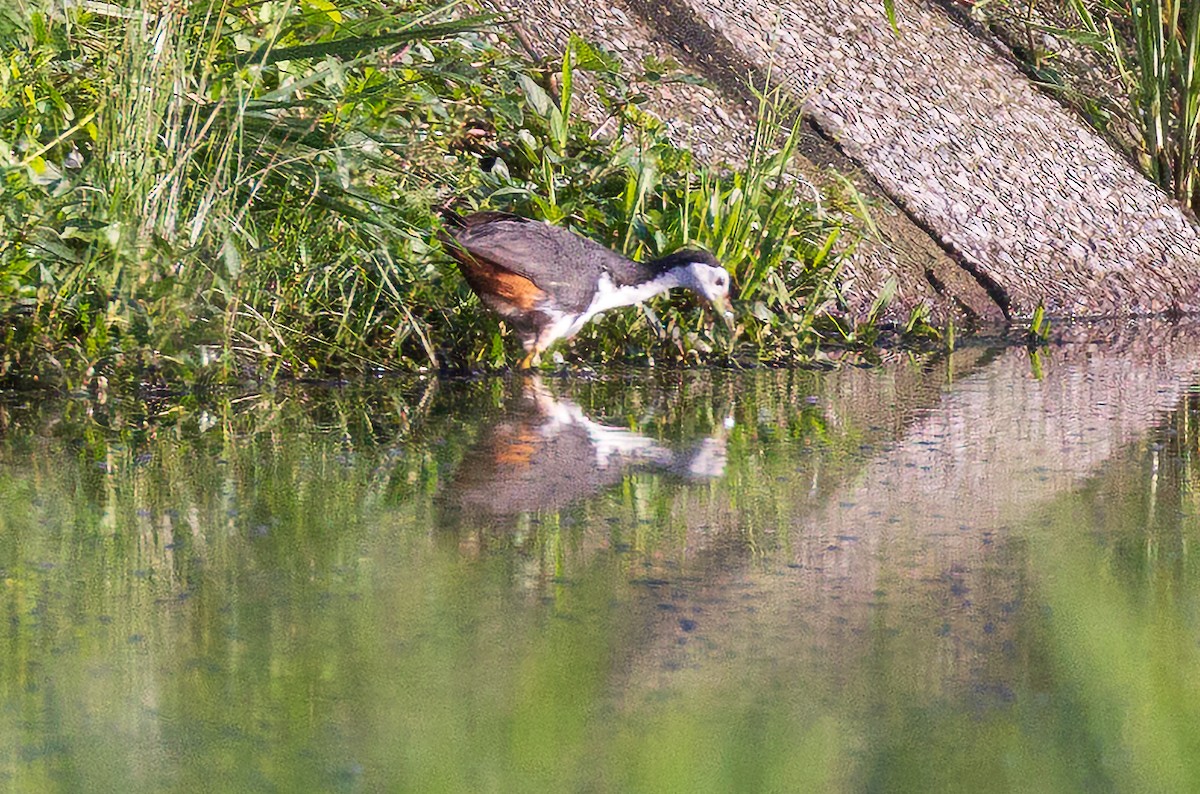 White-breasted Waterhen - ML638205557