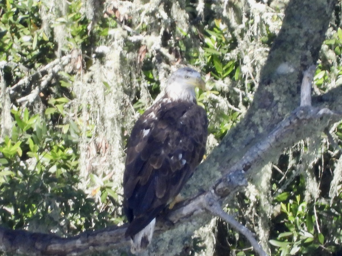 Bald Eagle - ML638205561