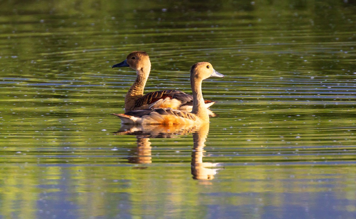 Lesser Whistling-Duck - ML638205563