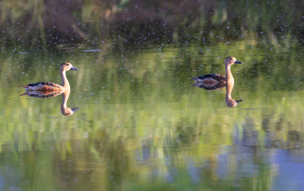 Lesser Whistling-Duck - ML638205564