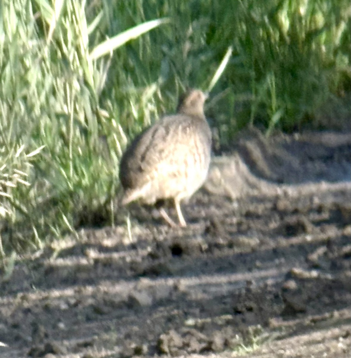 Gray Partridge - ML638205566