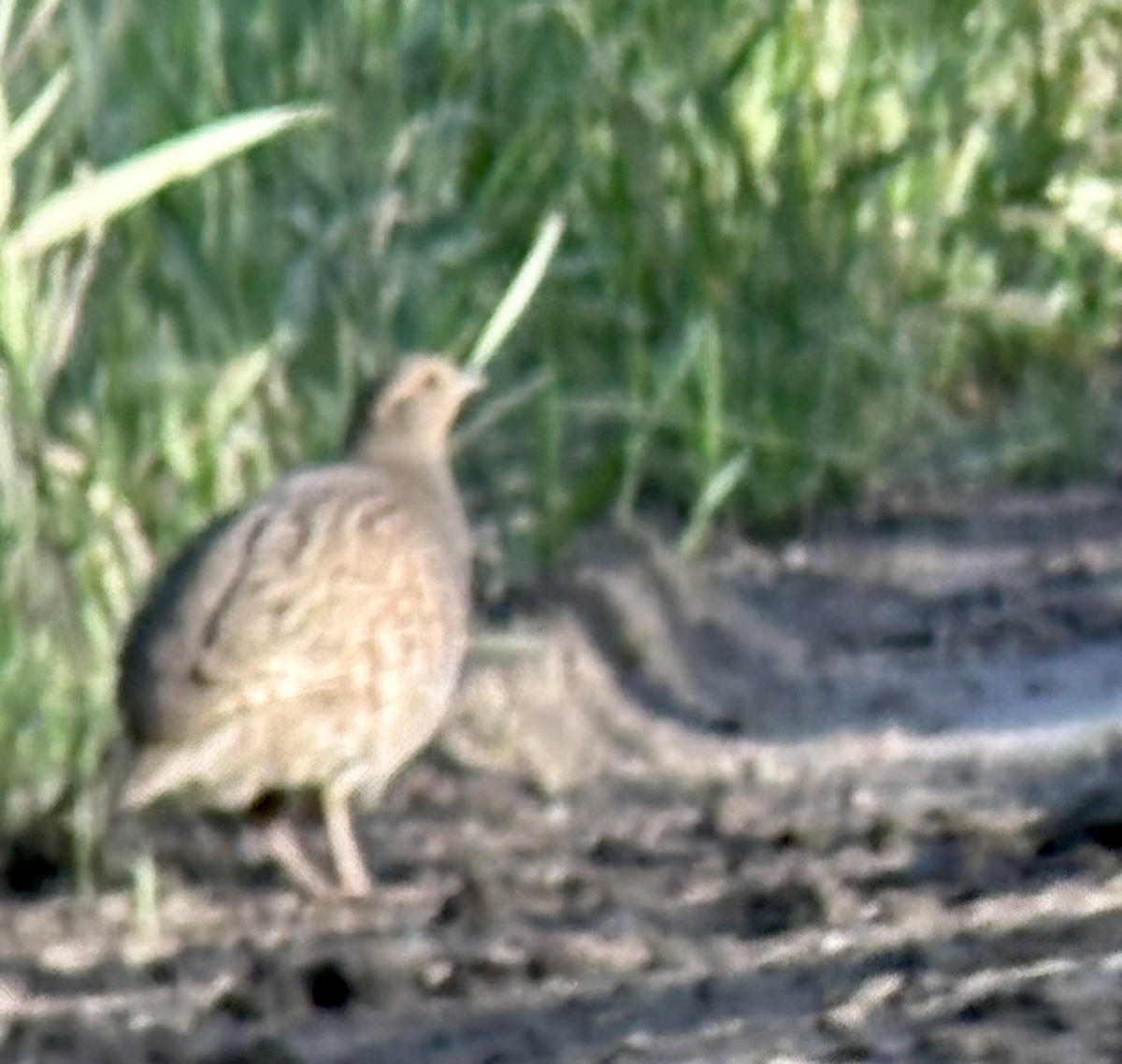 Gray Partridge - ML638205567