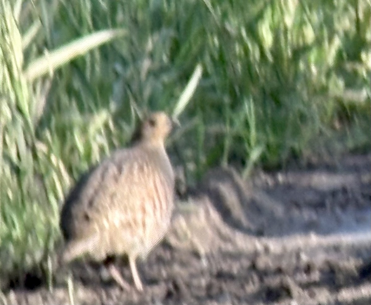 Gray Partridge - ML638205568