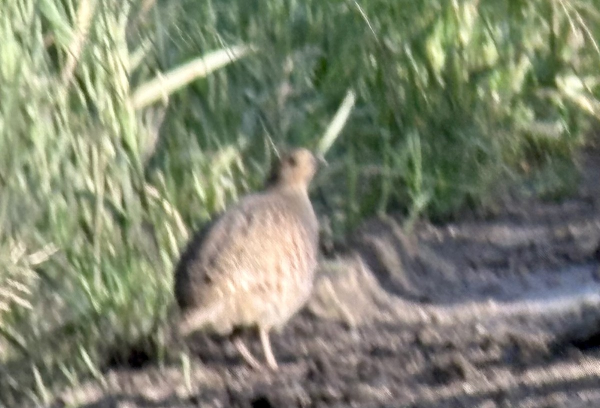 Gray Partridge - ML638205569