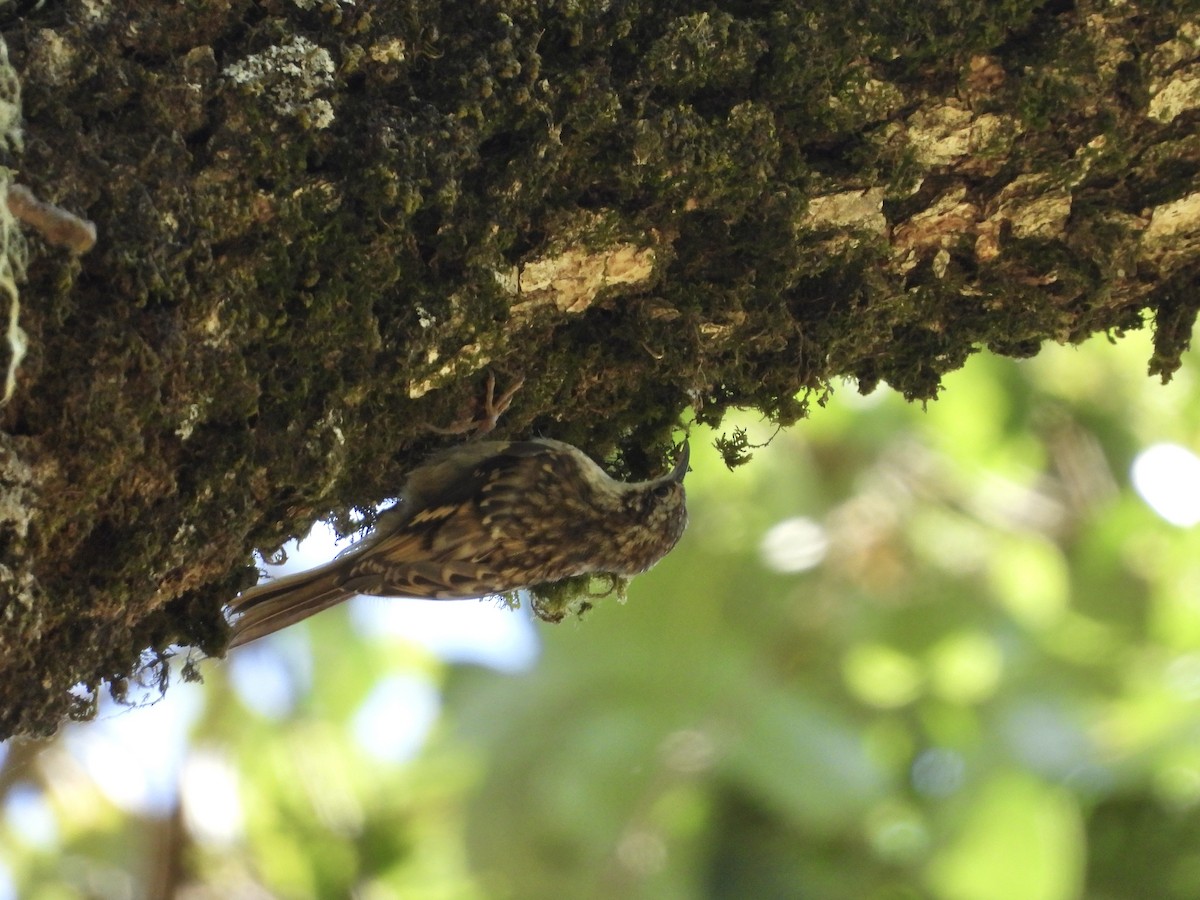Brown Creeper - ML638205579